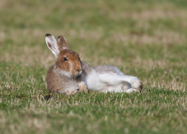 Rathlin Hare (Tom McDonnell)